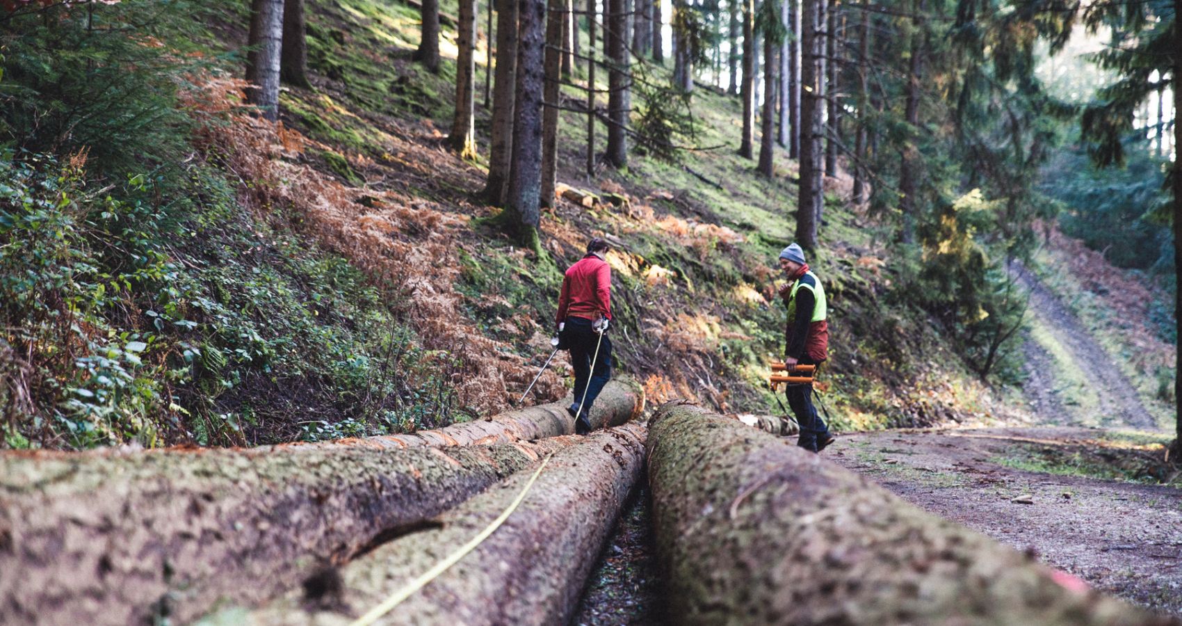 Two people in protective clothing and helmets stand on large tree trunks in the forest, surrounded by tall conifer trees.
