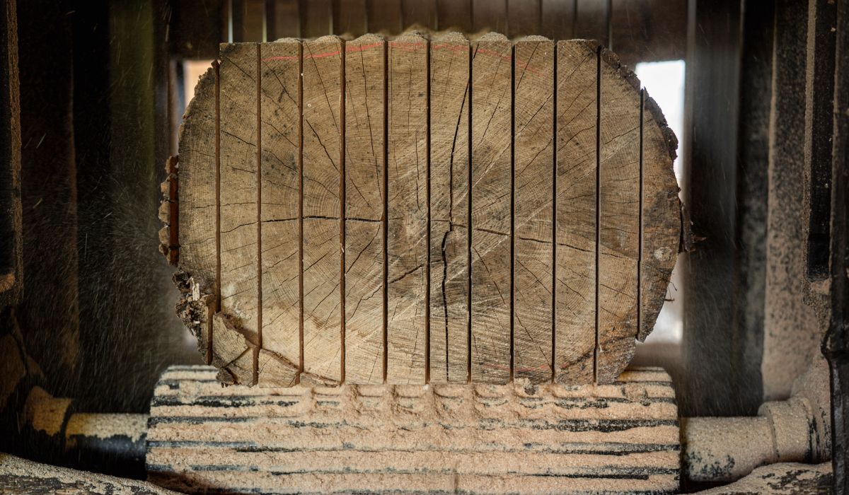 Round log with visible annual rings, clamped in a saw with vertical metal bars.