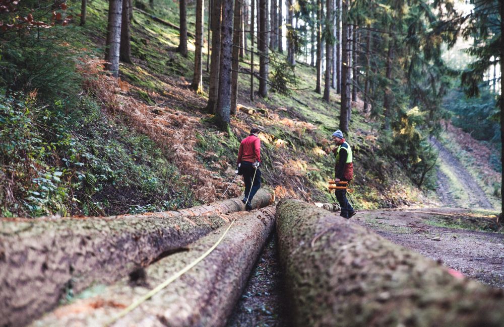 Zwei Personen mit Schutzkleidung und Helmen stehen auf grossen Baumstaemmen im Wald, umgeben von hohen Nadelbaeumen.