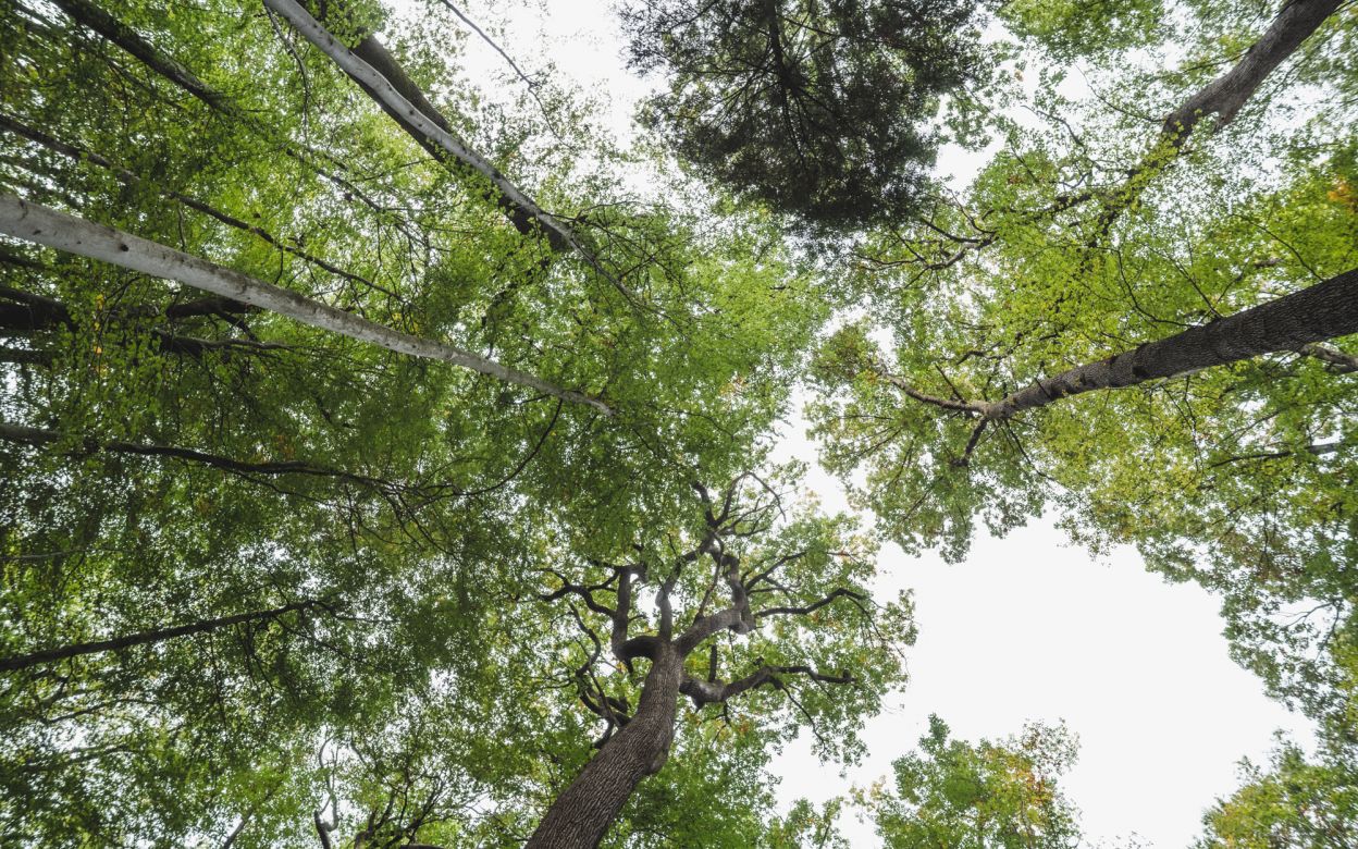 Blick nach oben auf mehrere hohe Baeume mit grünen Blaettern und dünnen Aesten vor hellem Himmel.