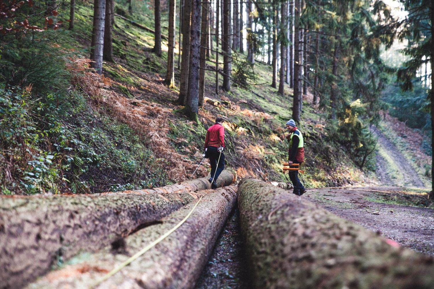 Two people in protective clothing and helmets stand on large tree trunks in the forest, surrounded by tall conifer trees.