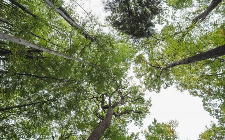Blick nach oben auf mehrere hohe Baeume mit grünen Blaettern und dünnen Aesten vor hellem Himmel.