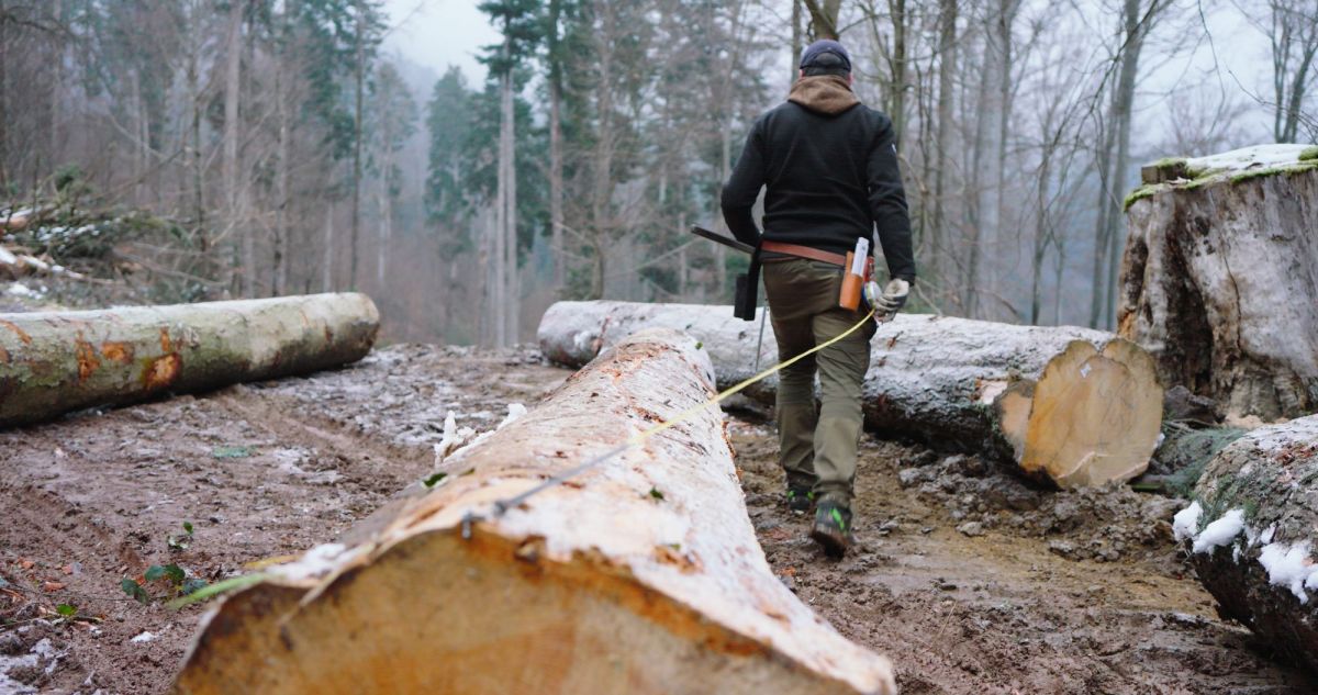 Person wearing a cap and black jacket measures a large tree trunk in the forest with a tape measure.