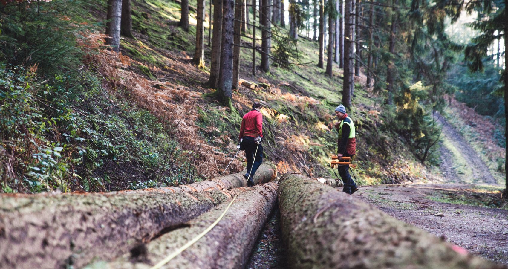 Zwei Personen mit Schutzkleidung und Helmen stehen auf grossen Baumstaemmen im Wald, umgeben von hohen Nadelbaeumen.