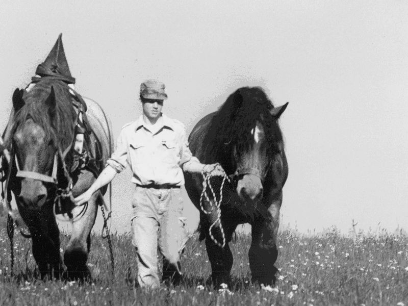 Photos en noir et blanc : Un homme en chemise et pantalon mene deux chevaux par le licol a travers un pre fleuri.