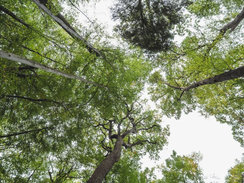 Blick nach oben auf mehrere hohe Baeume mit grünen Blaettern und dünnen Aesten vor hellem Himmel.