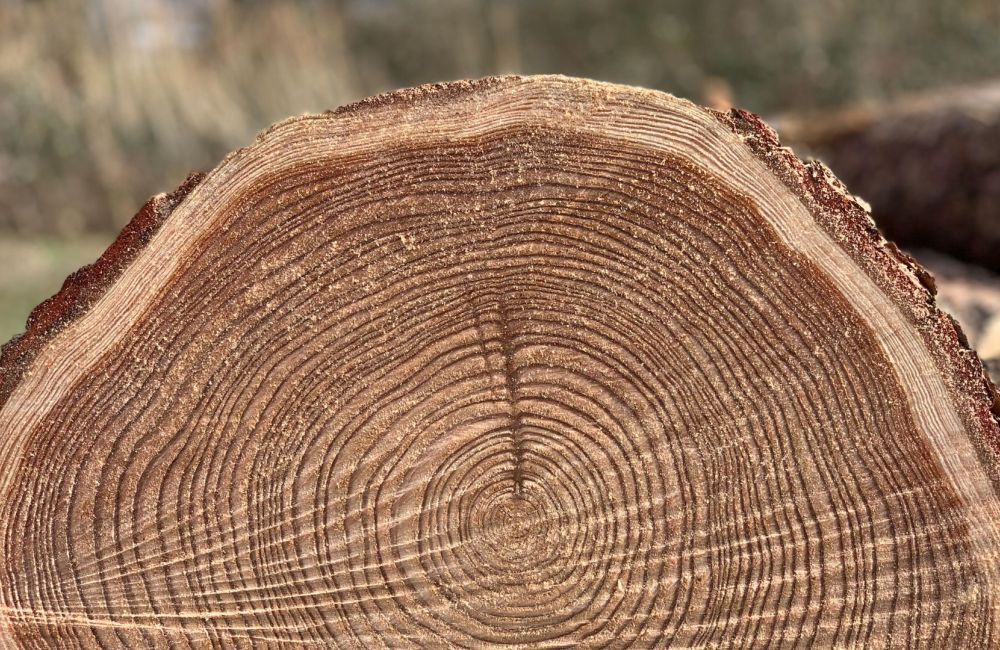 Nahaufnahme eines Baumstamms mit deutlich sichtbaren Jahresringen und rauer Rinde am Rand.