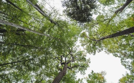 Blick nach oben auf mehrere hohe Baeume mit grünen Blaettern und dünnen Aesten vor hellem Himmel.