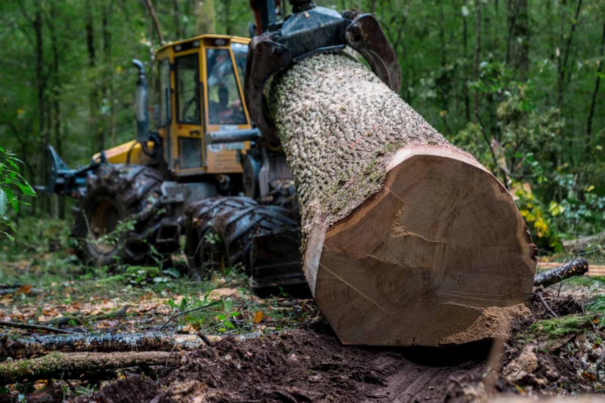 Ein gelbes Waldfahrzeug zieht einen großen Erdstamm aus dem Wald. Vorne sieht man den Anschnitt des gefällten Baumes, weiter hinten verschwommen das Fahrzeug.
