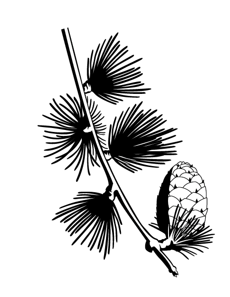 Illustration fine en noir et blanc d’une branche de meleze avec cinq groupes d’aiguilles et un cone.